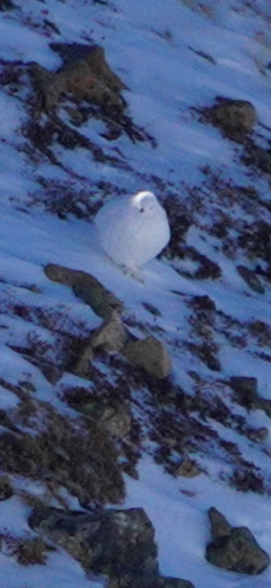 White-tailed Ptarmigan - ML626307298