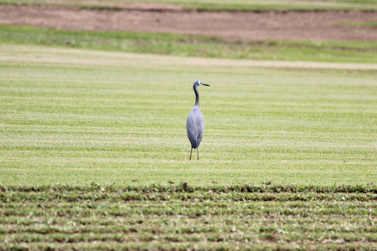 hvitmaskehegre - ML626307409