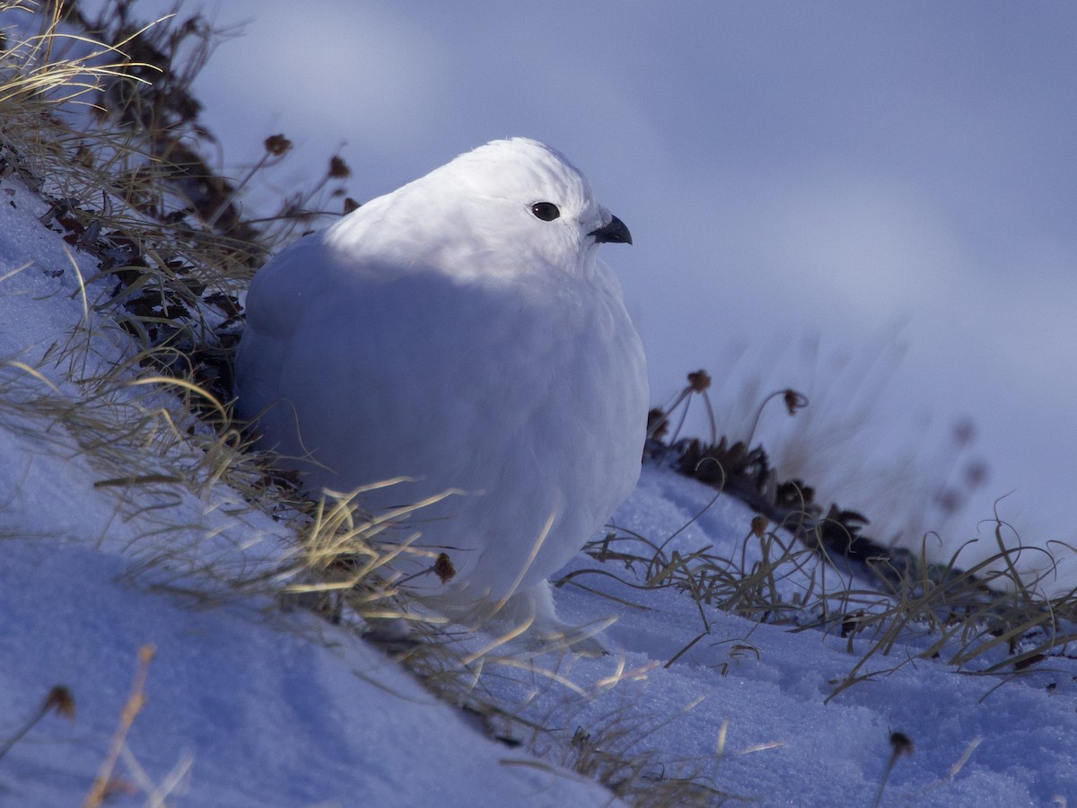 White-tailed Ptarmigan - ML626307580