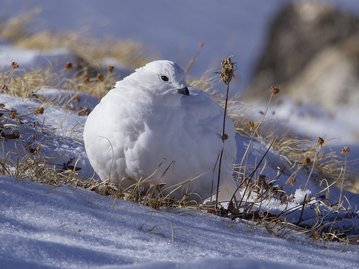 White-tailed Ptarmigan - ML626307582