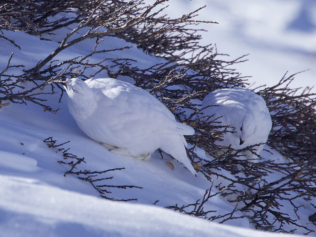 White-tailed Ptarmigan - ML626307583