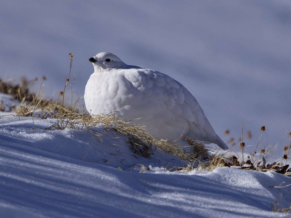 White-tailed Ptarmigan - ML626307584