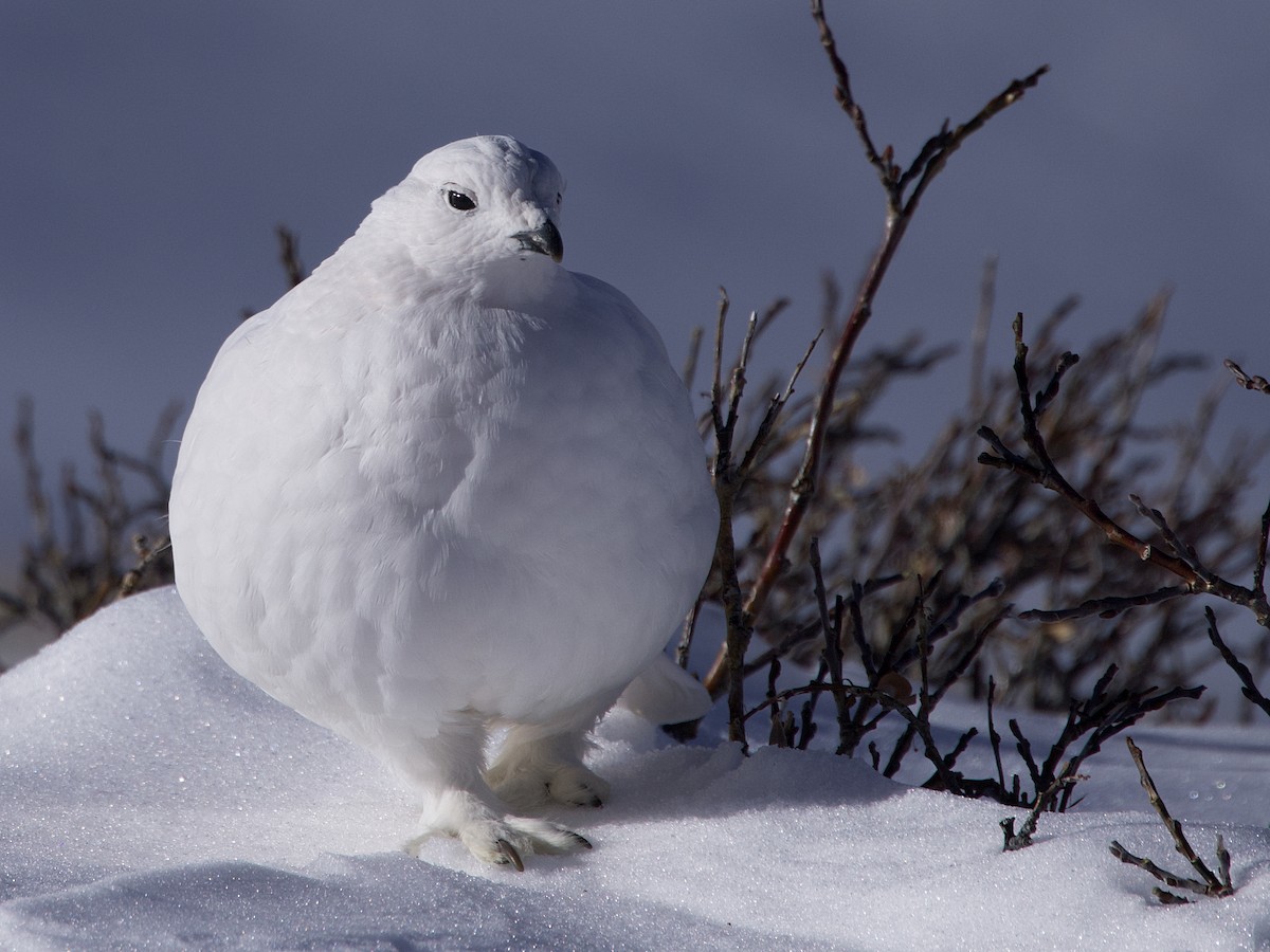 White-tailed Ptarmigan - ML626307586