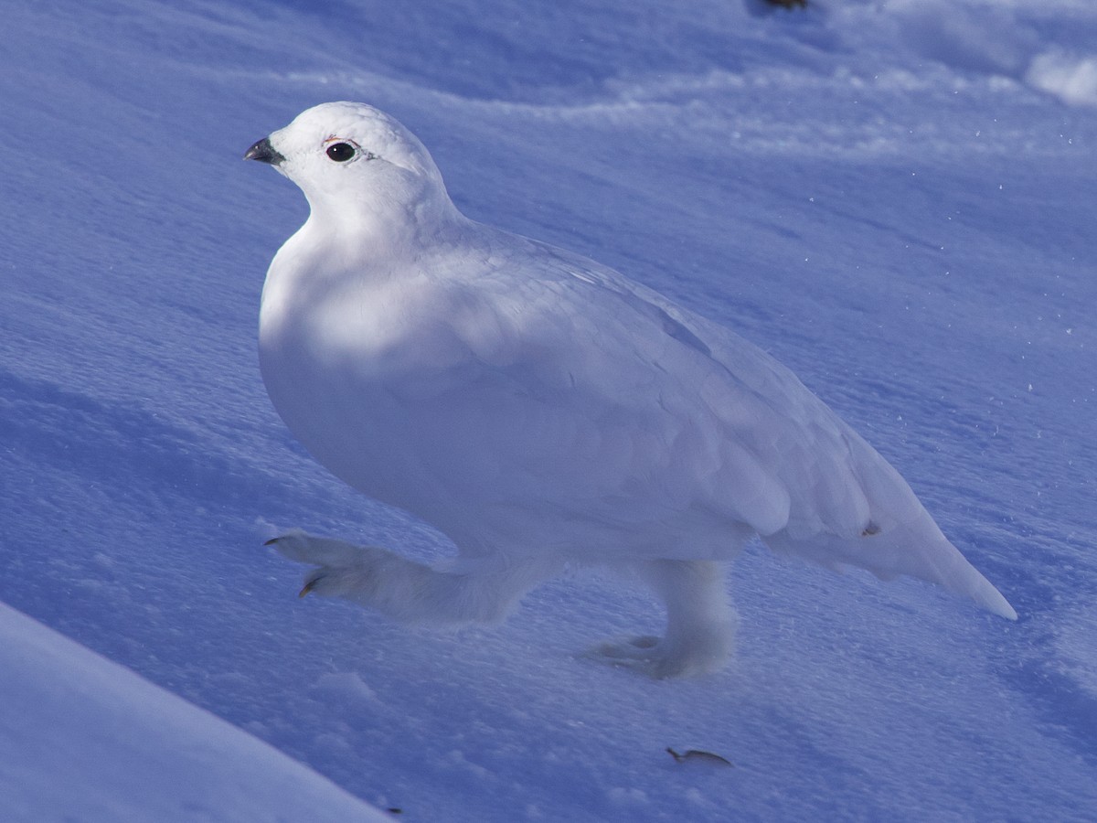 White-tailed Ptarmigan - ML626307588