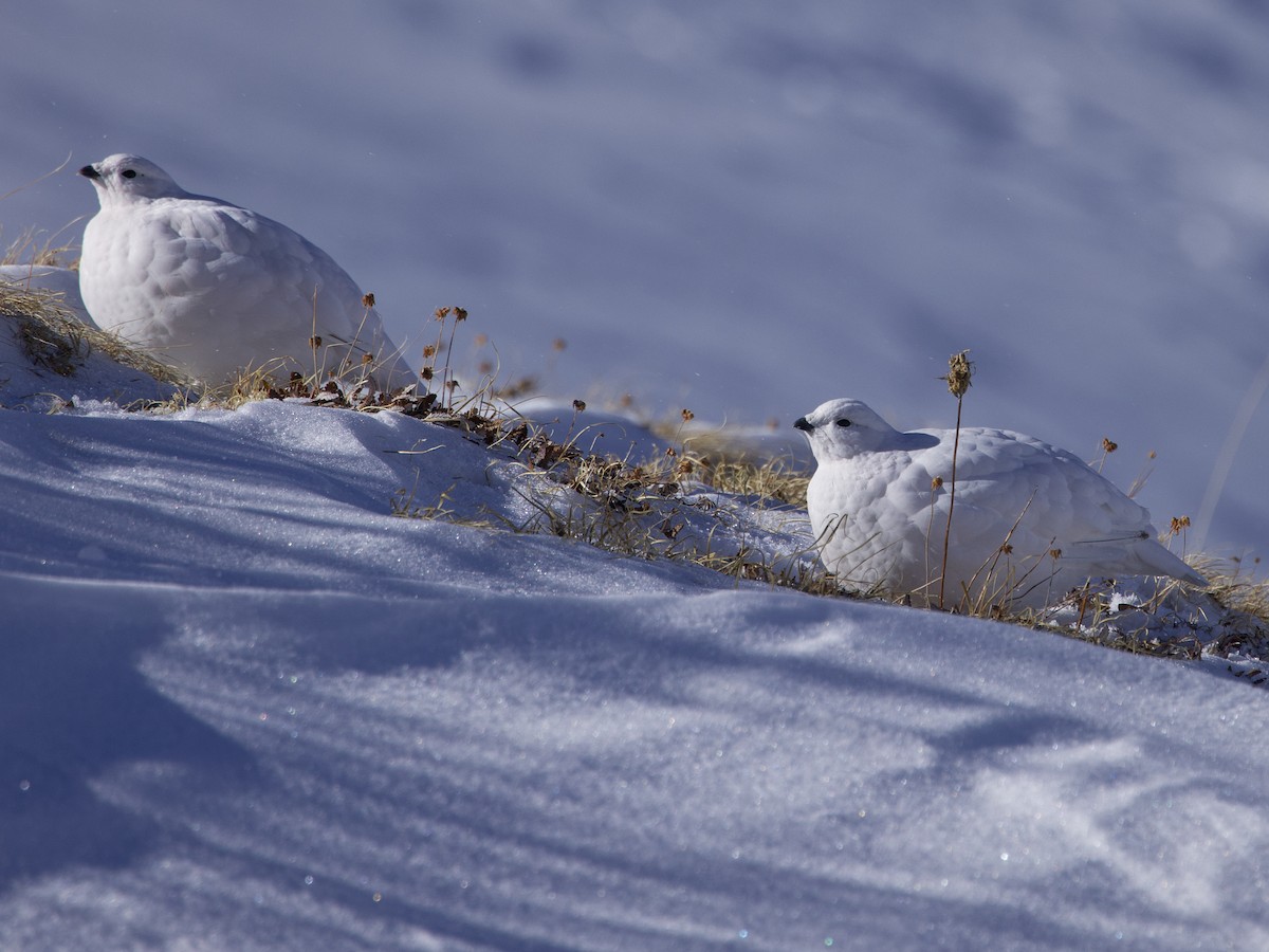 White-tailed Ptarmigan - ML626307590