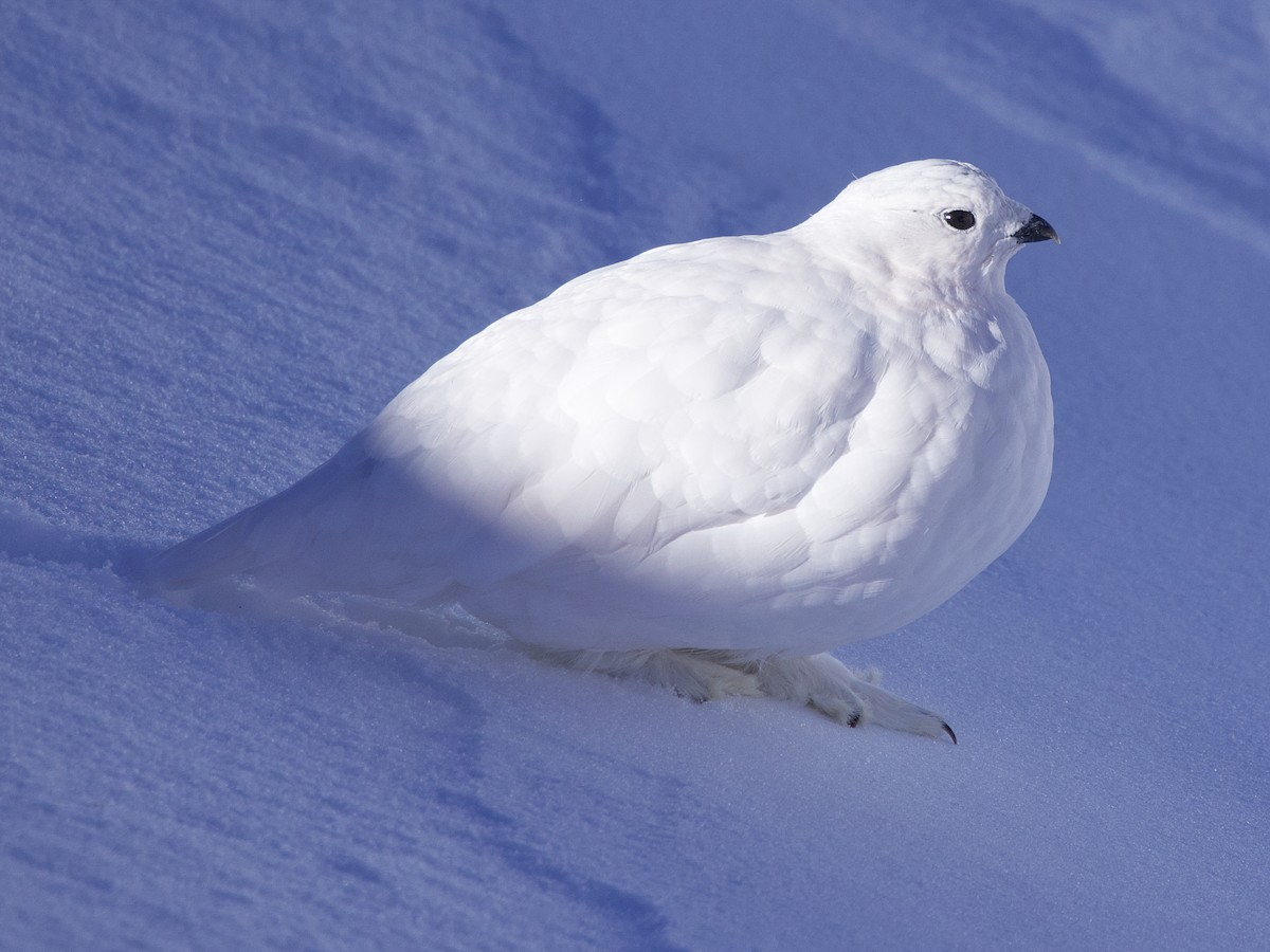 White-tailed Ptarmigan - ML626307592