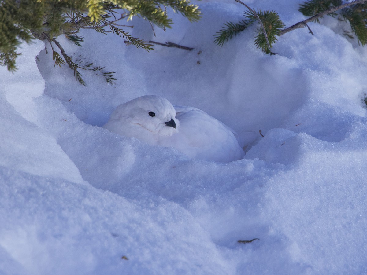 White-tailed Ptarmigan - ML626307593