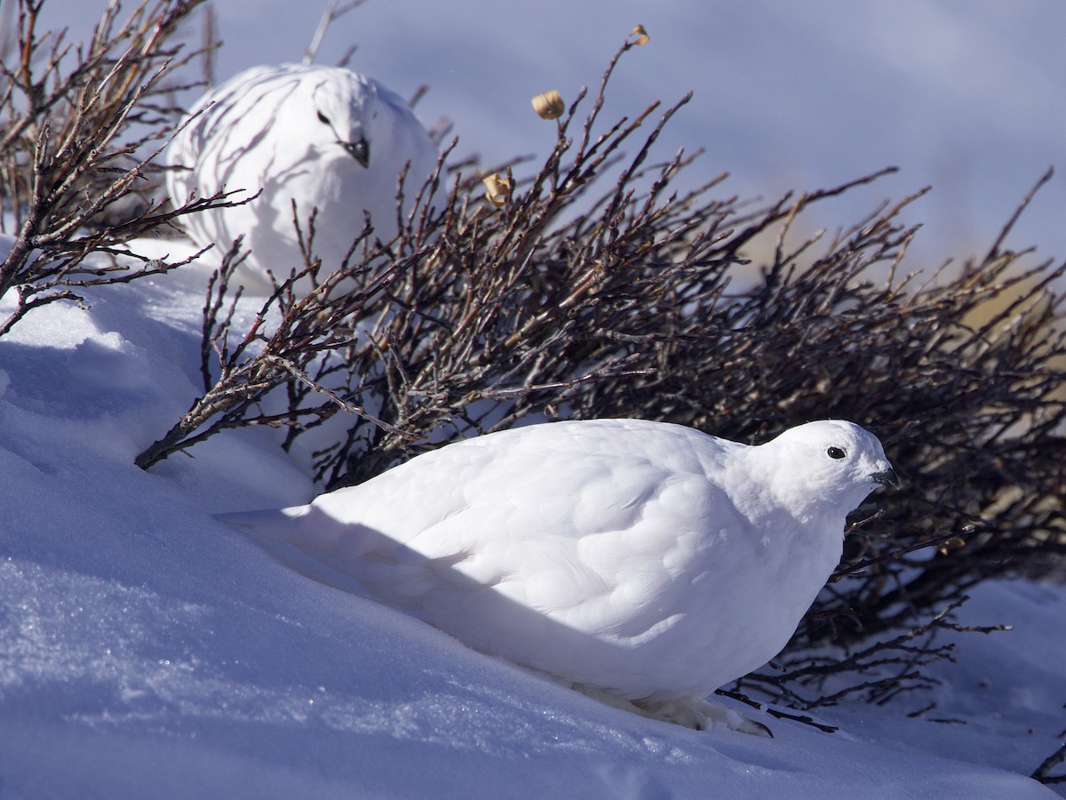 White-tailed Ptarmigan - ML626307596