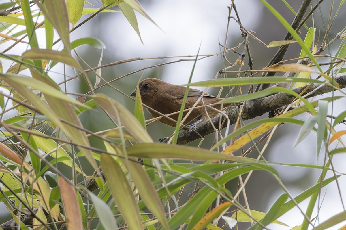 Ecuadorian Seedeater - ML626307814