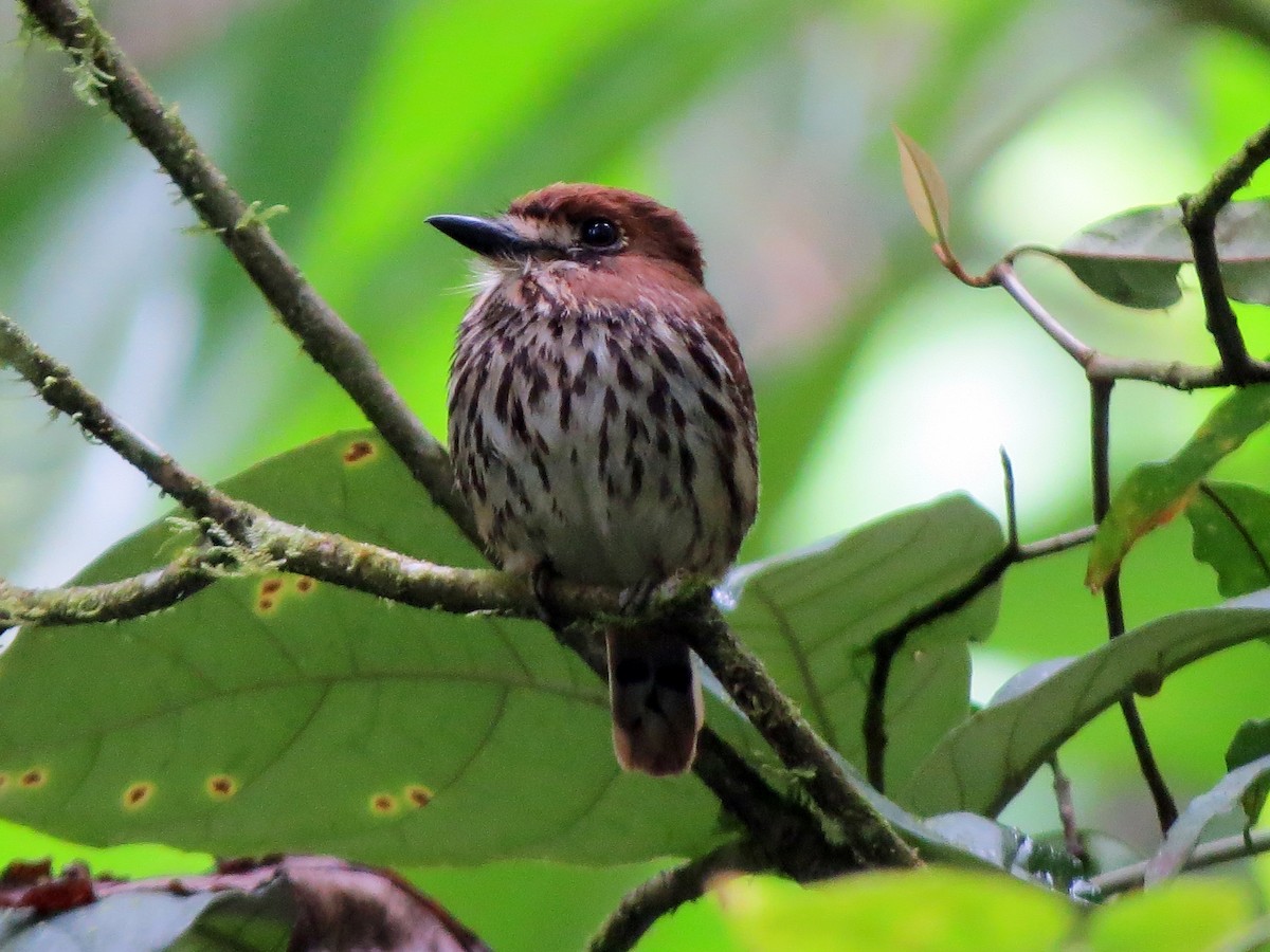 Lanceolated Monklet - ML626307851