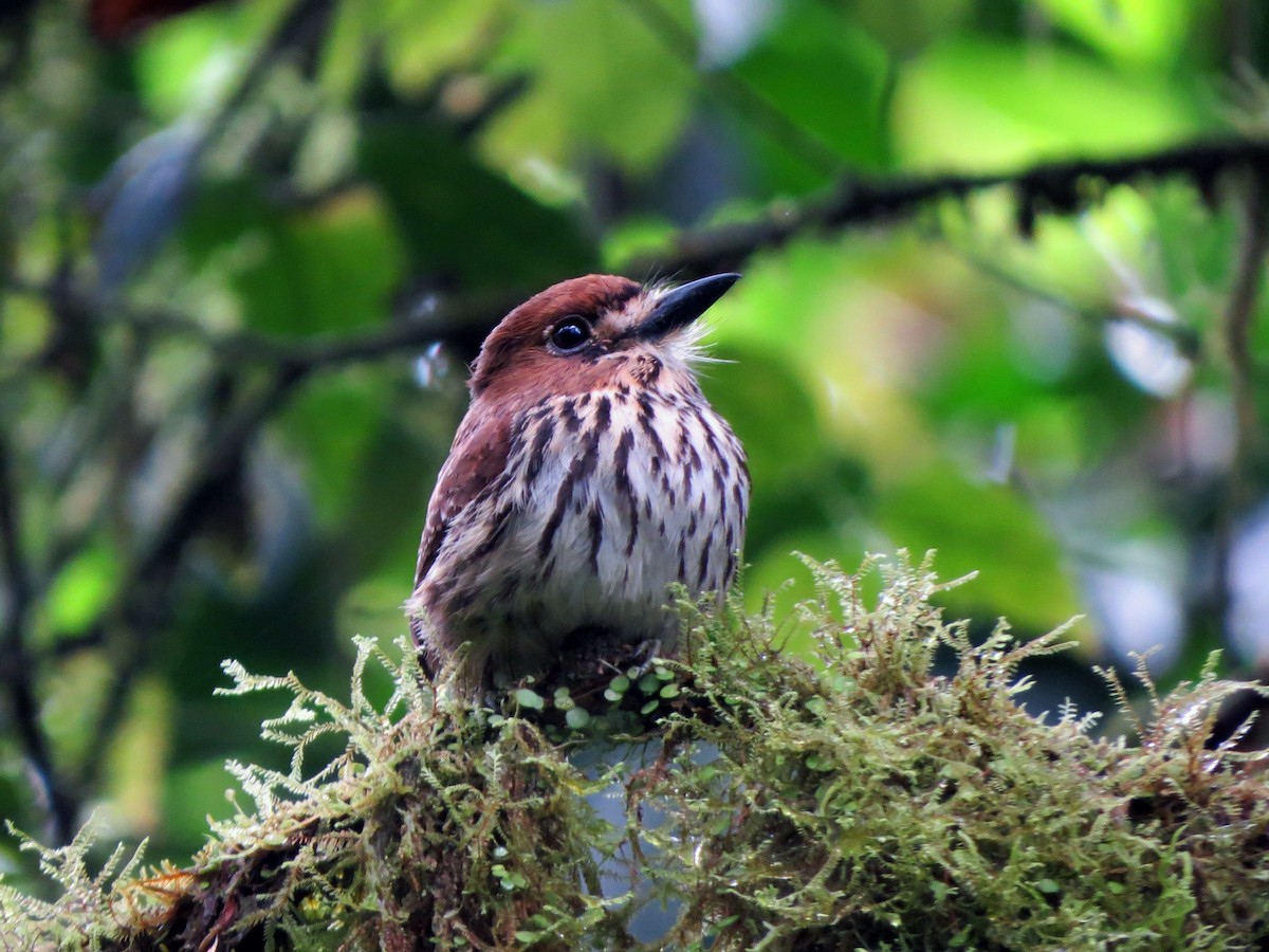 Lanceolated Monklet - ML626307852