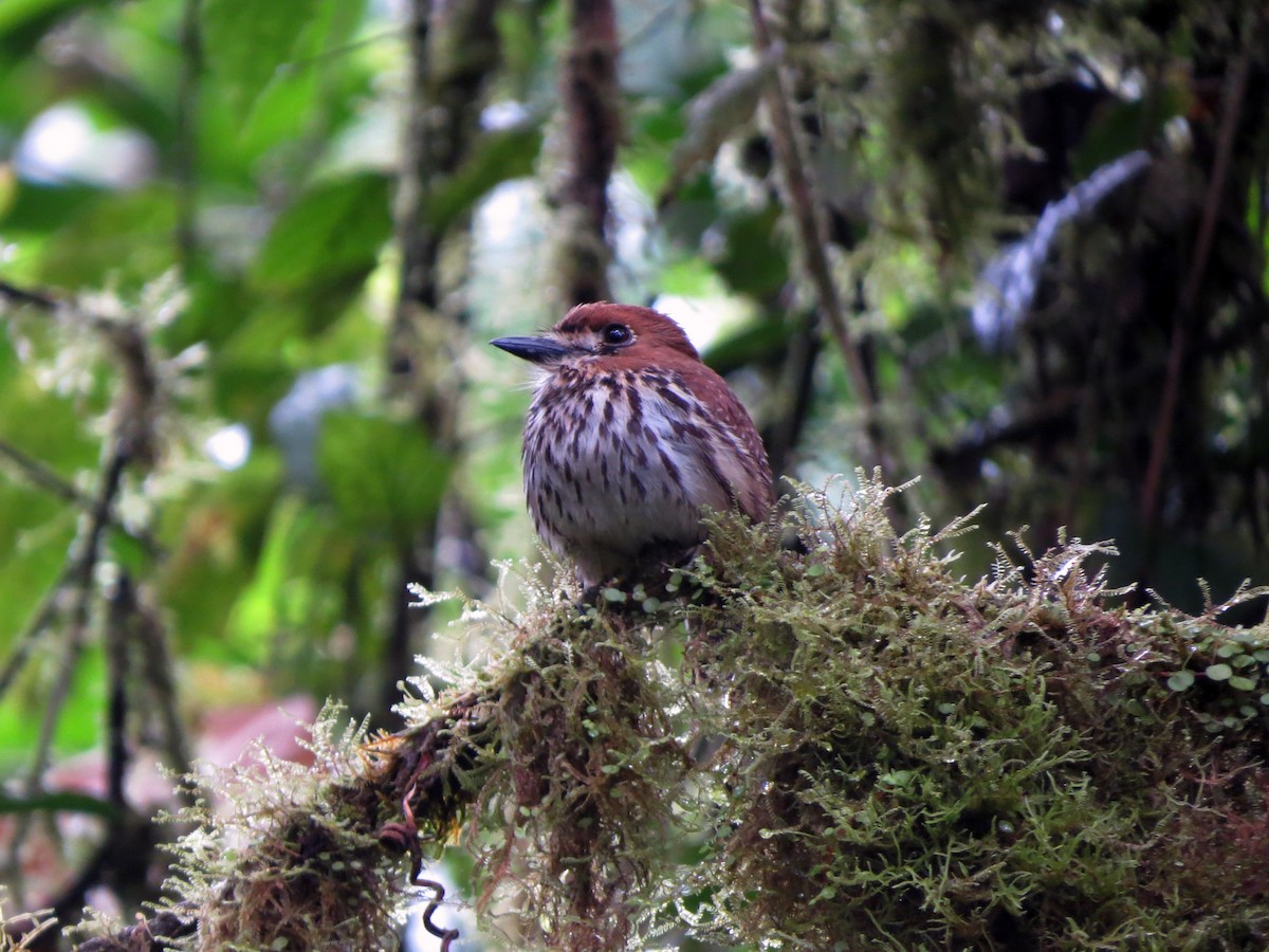 Lanceolated Monklet - ML626307880