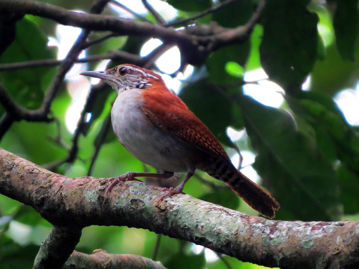 Rufous-and-white Wren - ML626308202