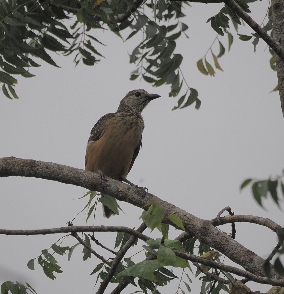 Fawn-breasted Bowerbird - ML626308343