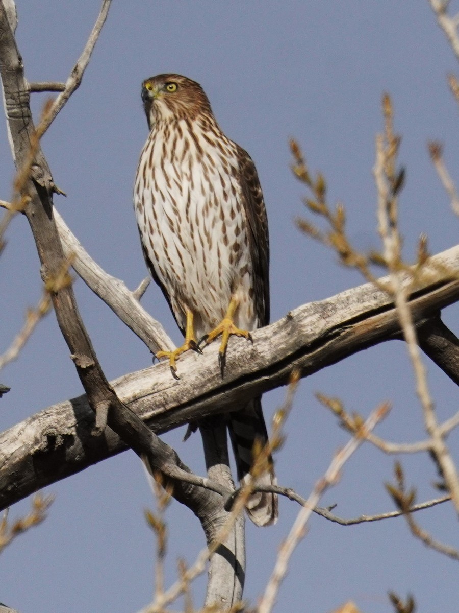 Cooper's Hawk - ML626308632