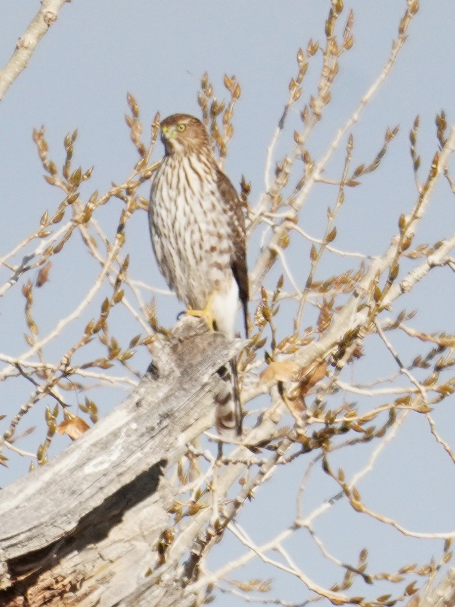 Cooper's Hawk - ML626308634