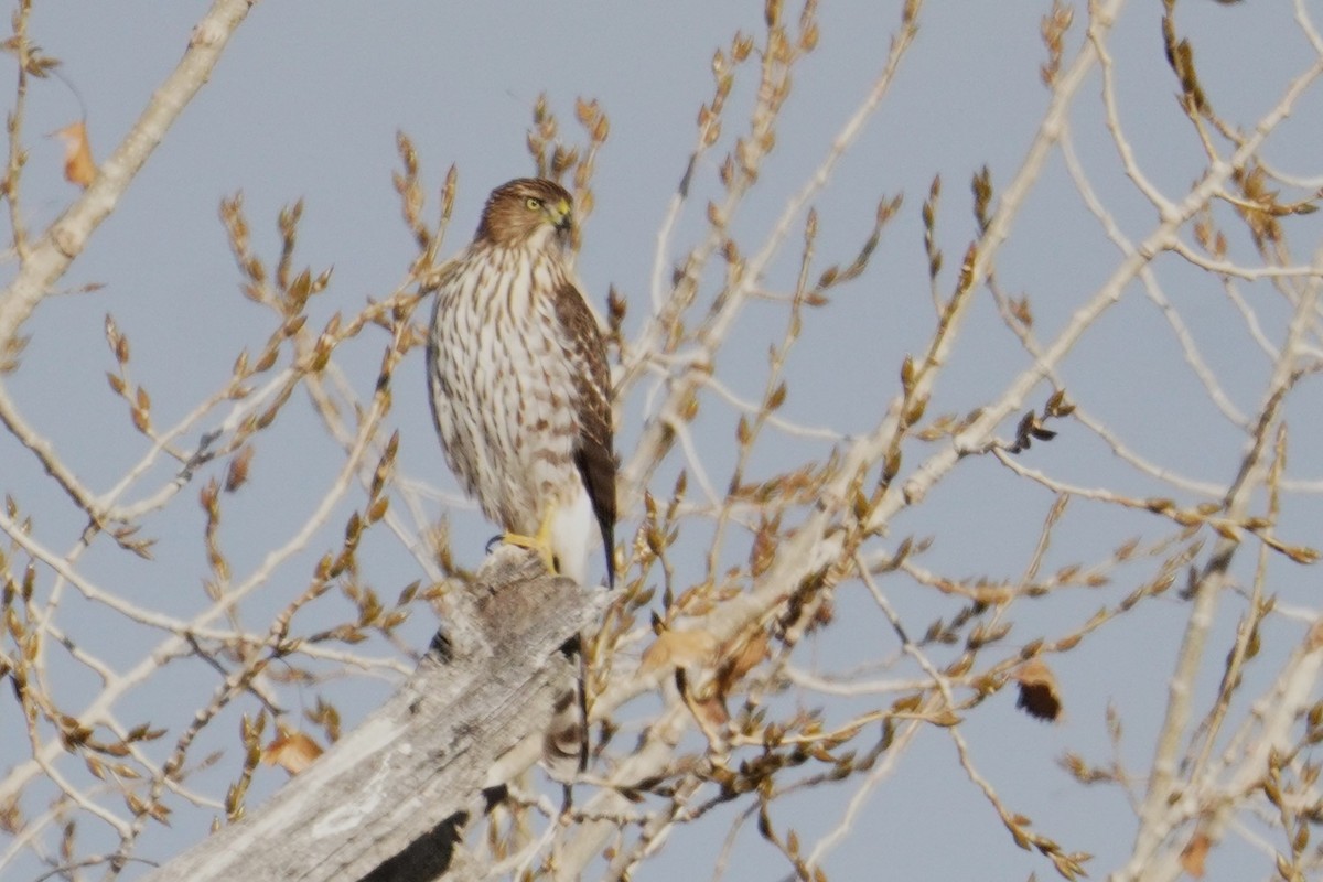 Cooper's Hawk - ML626308635