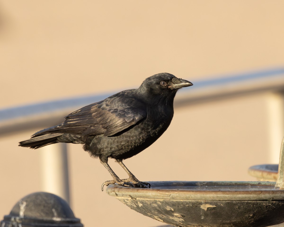 Fish Crow - ML626309205