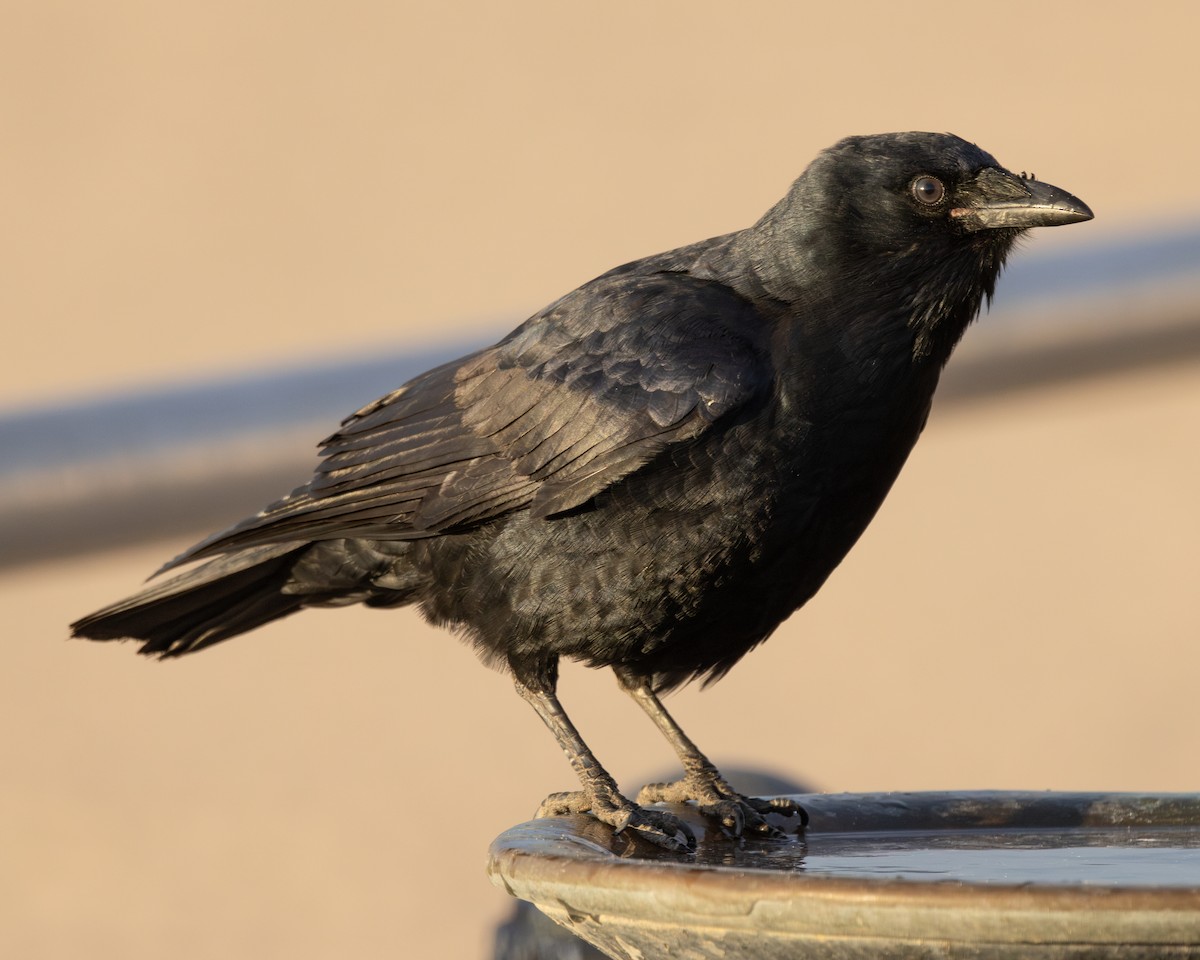 Fish Crow - ML626309225