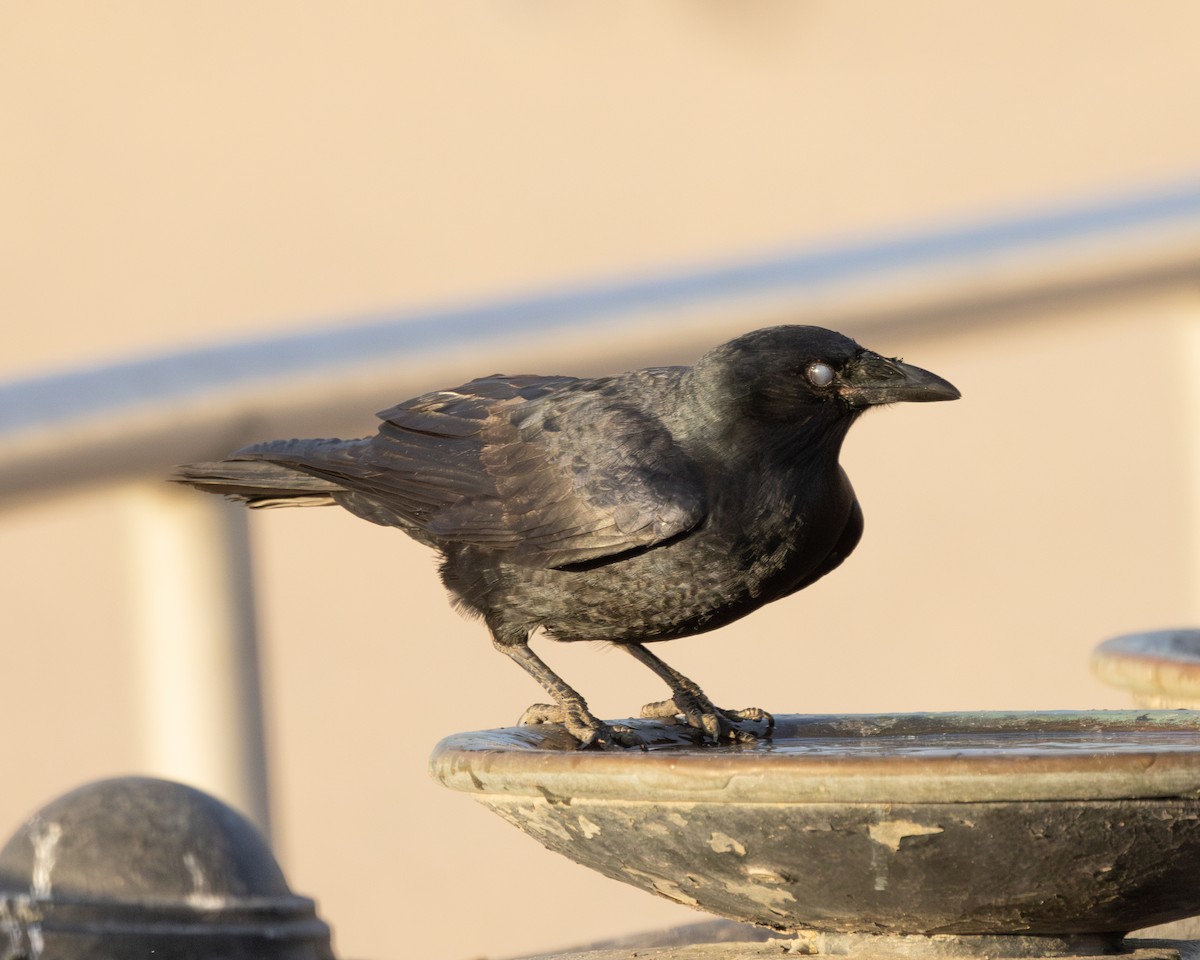 Fish Crow - ML626309227