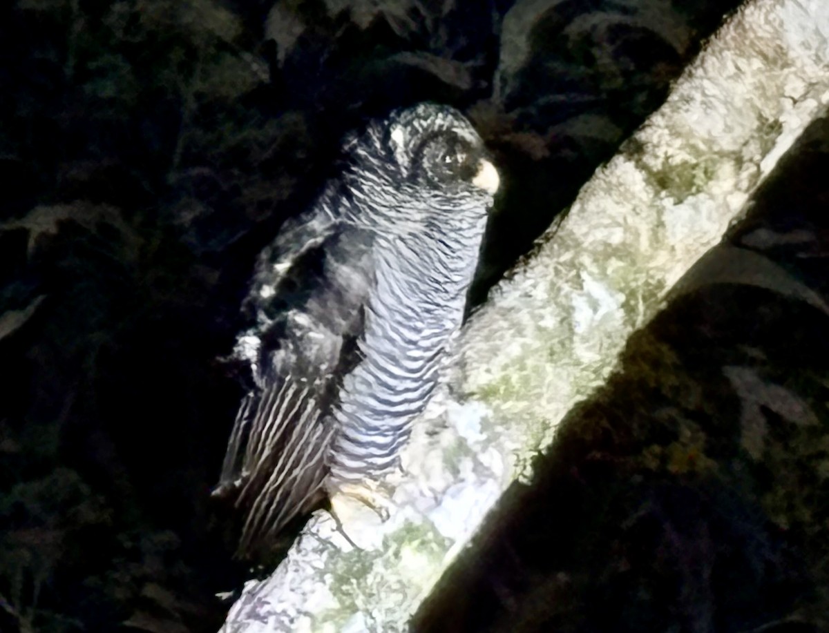 Black-banded Owl (San Isidro) - ML626309300