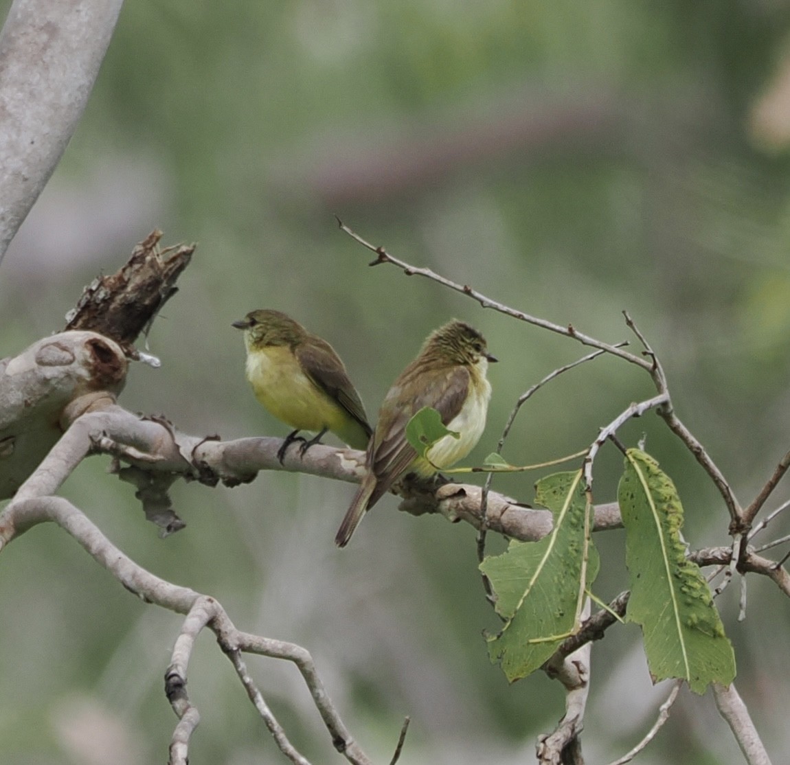 Olive Flyrobin - ML626309460