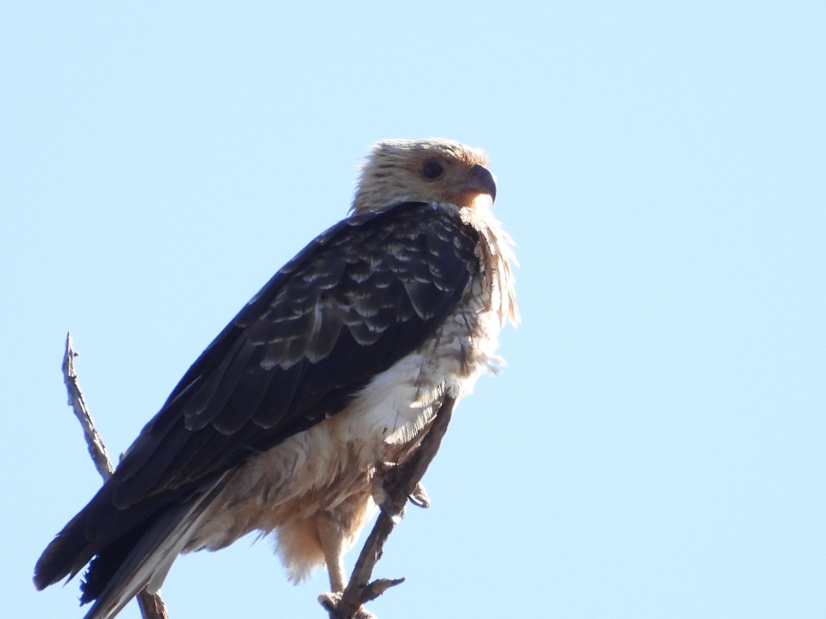 Whistling Kite - ML626309477