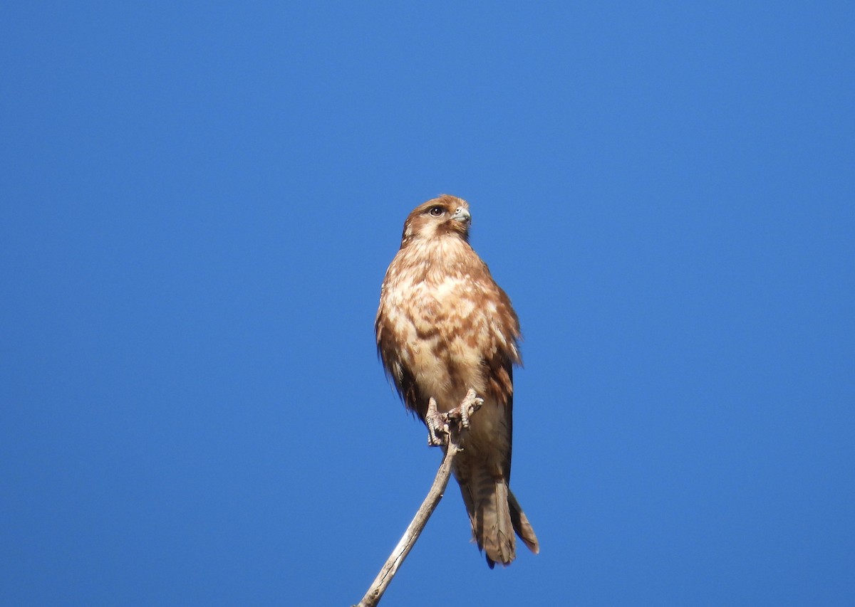 Brown Falcon - ML626309479