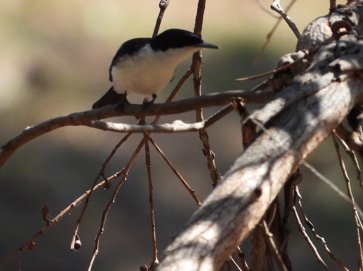 Restless Flycatcher - ML626309490