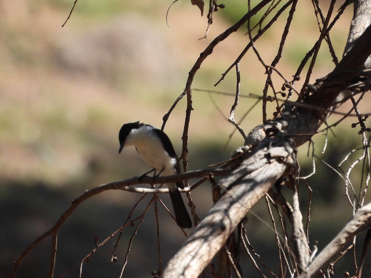 Restless Flycatcher - ML626309491