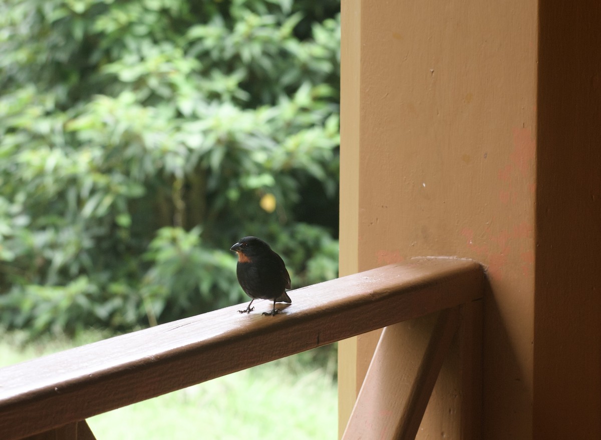 Lesser Antillean Bullfinch - ML626309544