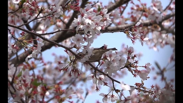 Russet Sparrow - ML626309565