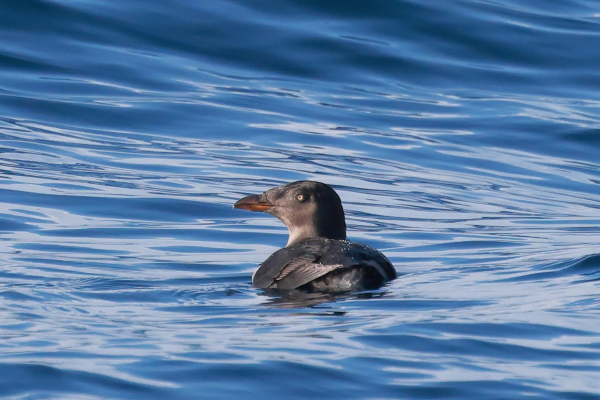 Rhinoceros Auklet - ML626309624