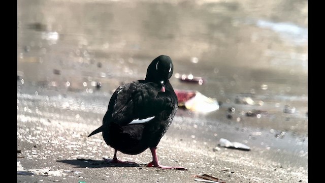 Stejneger's Scoter - ML626309631