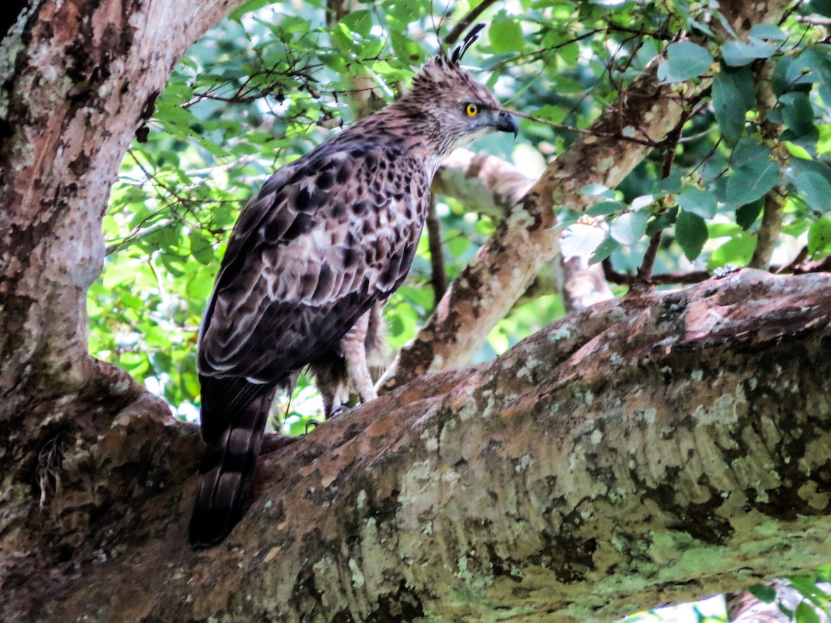 Changeable Hawk-Eagle (Changeable) - ML626309669