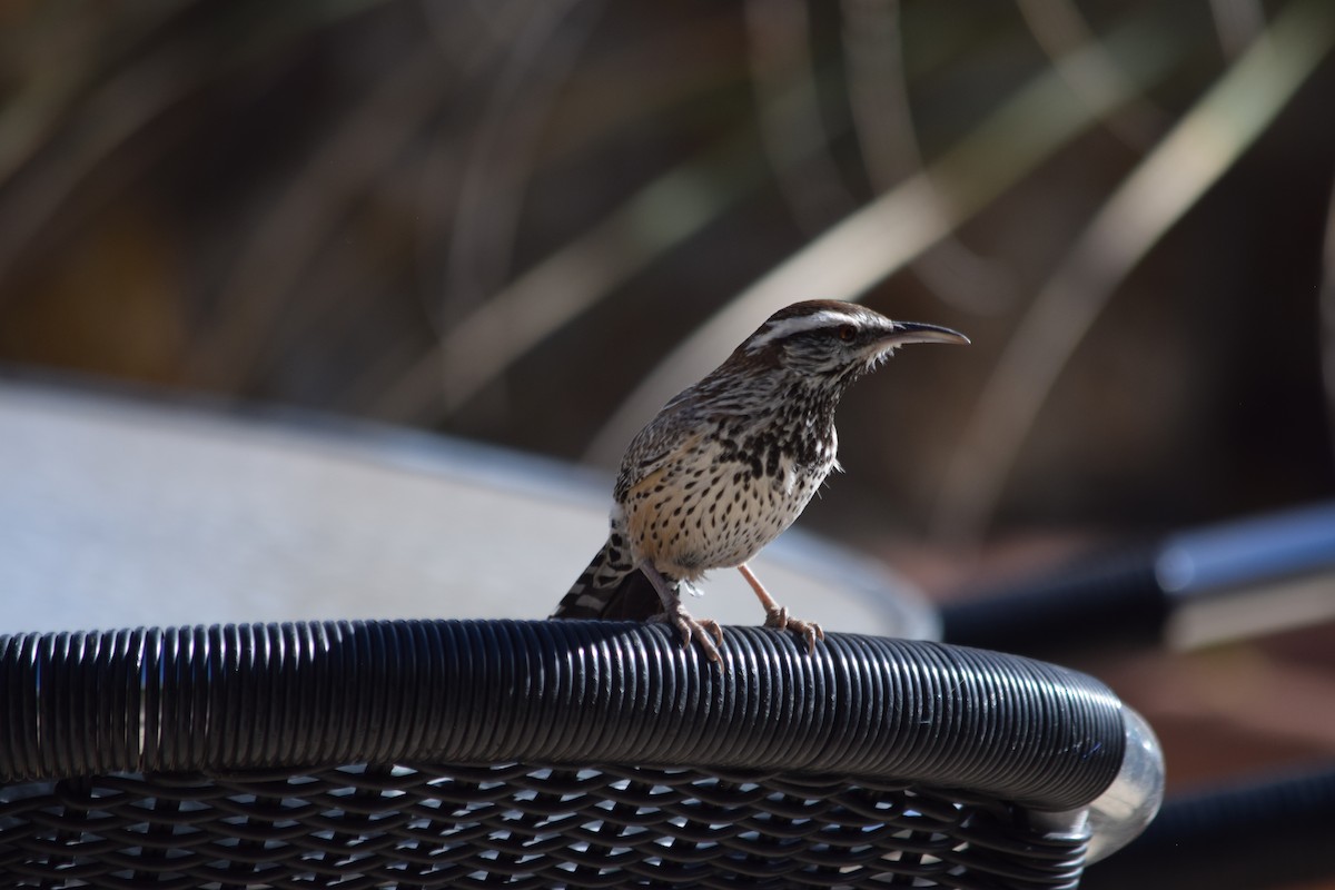 Cactus Wren - ML626309734