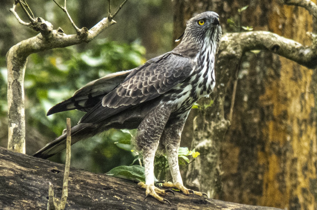 Changeable Hawk-Eagle (Crested) - ML626309755