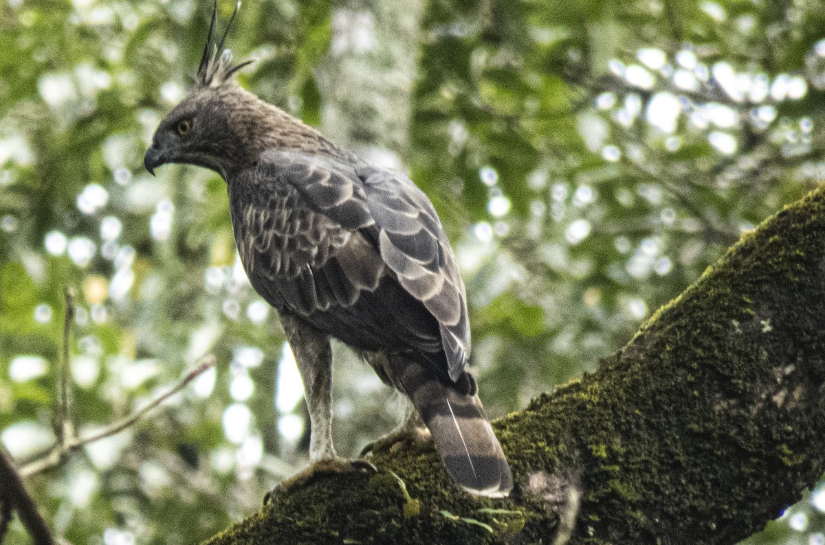 Changeable Hawk-Eagle (Crested) - ML626309768