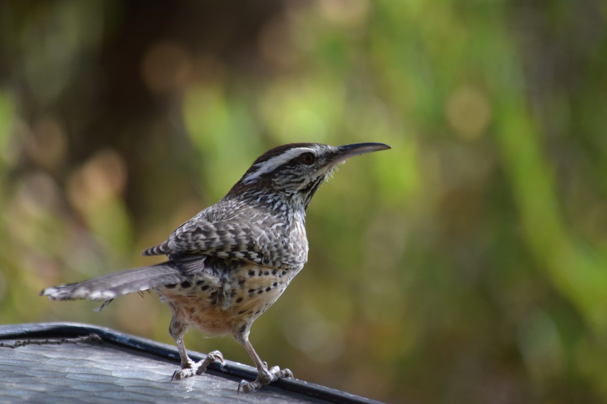Cactus Wren - ML626309790
