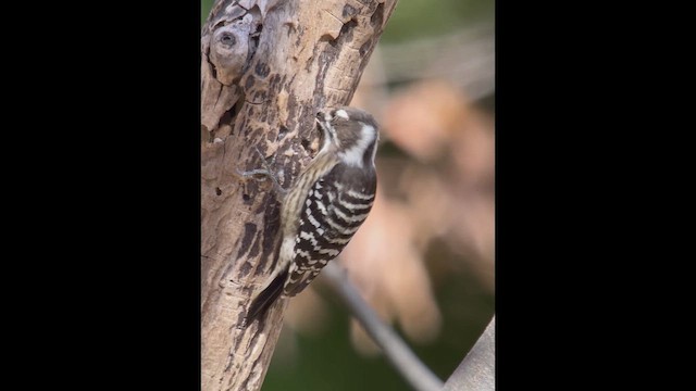 Japanese Pygmy Woodpecker - ML626309811