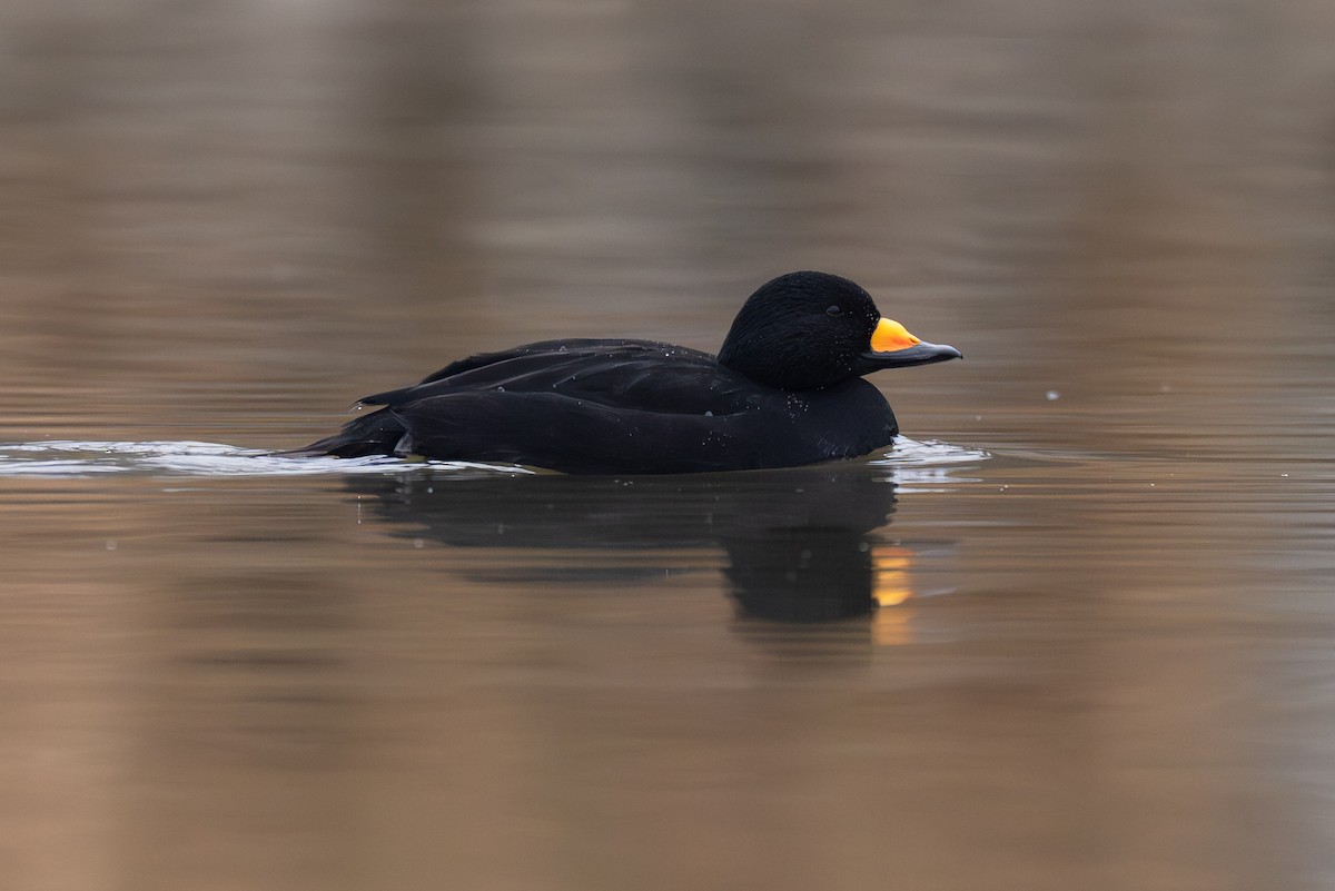 turpan žlutozobý - ML626309842