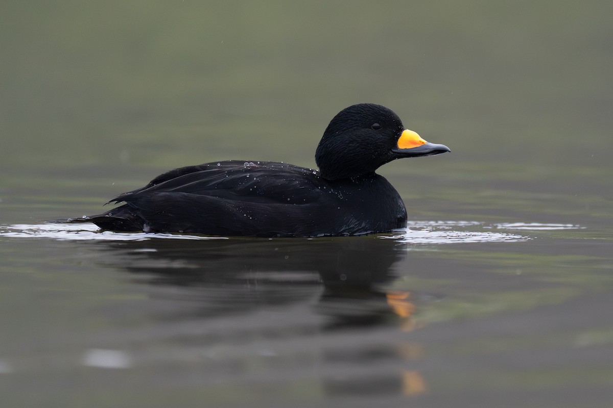 turpan žlutozobý - ML626309844