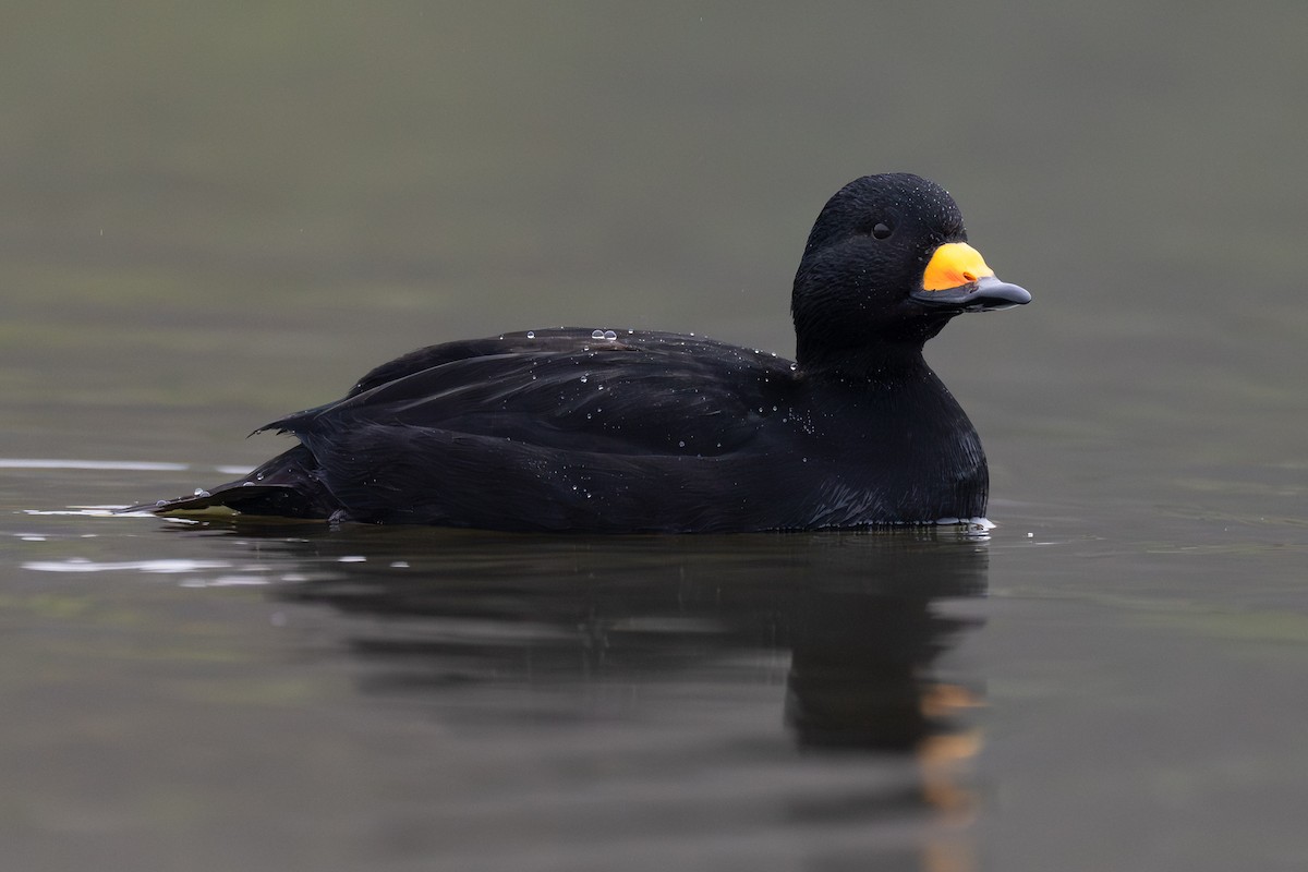 turpan žlutozobý - ML626309845