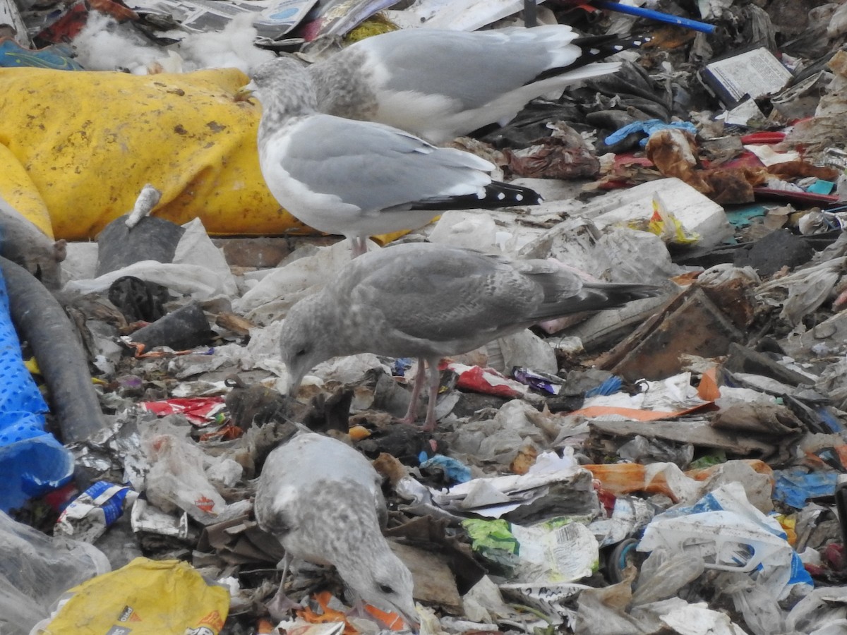 アイスランドカモメ（亜種 カナダカモメ） - ML626309958