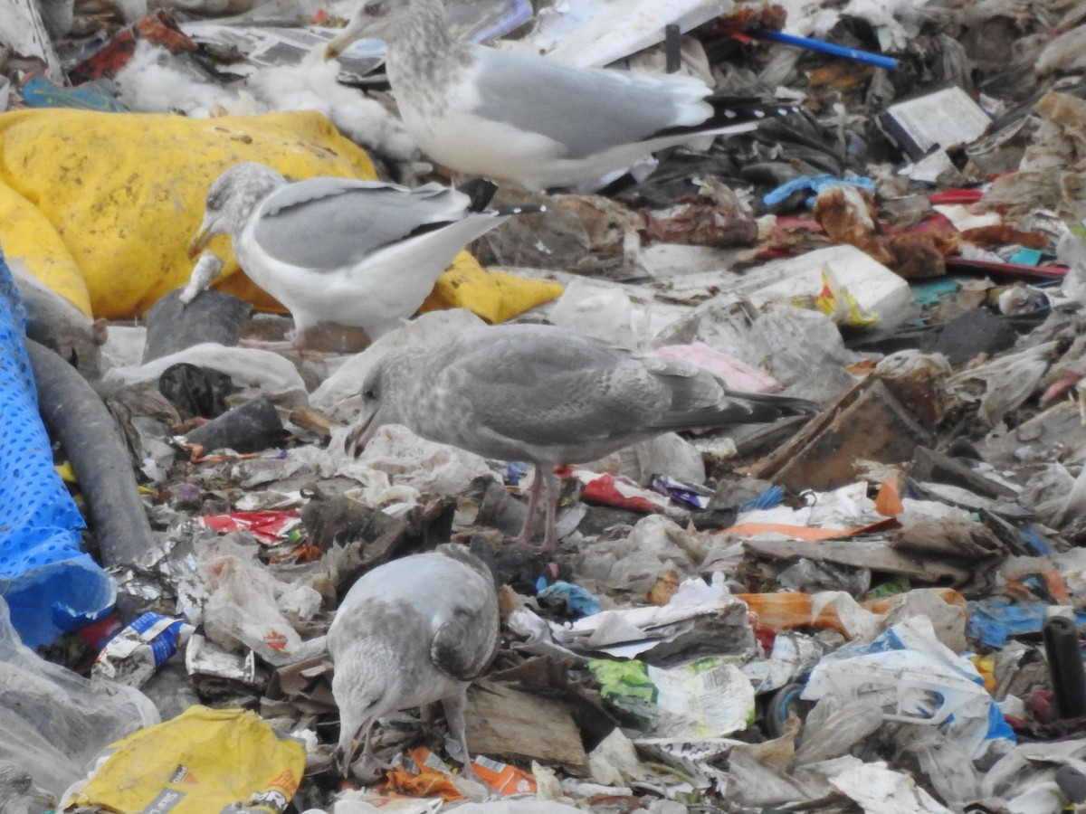 アイスランドカモメ（亜種 カナダカモメ） - ML626309959