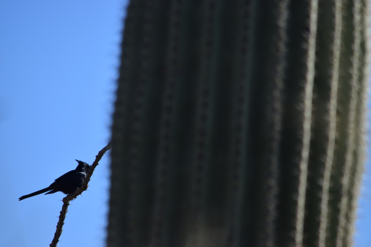 Phainopepla - ML626310028