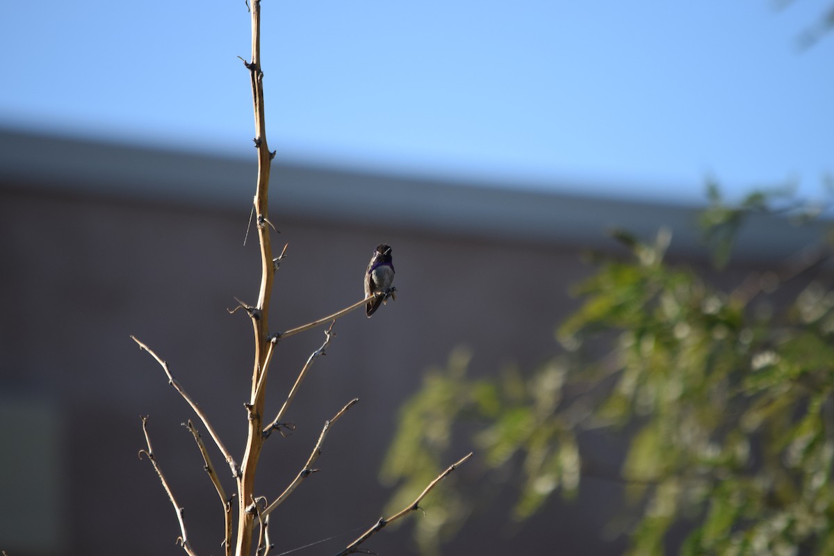 Costa's Hummingbird - ML626310309