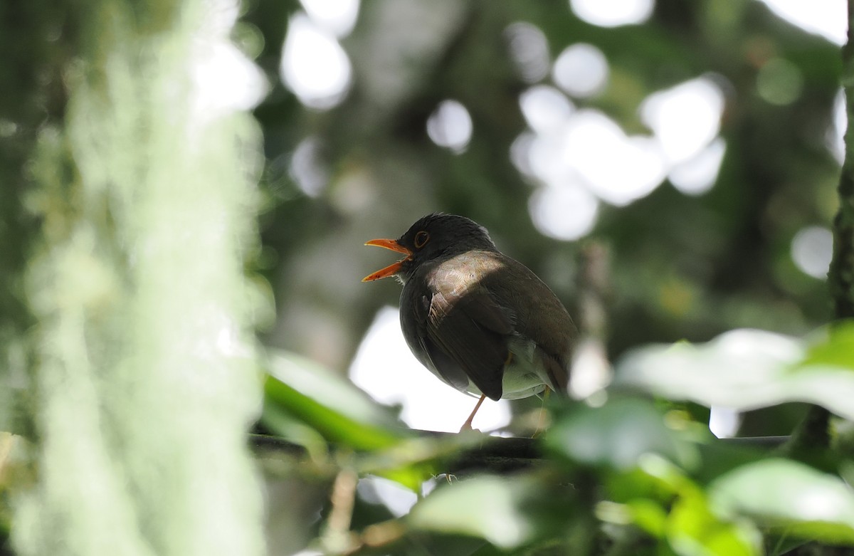 Orange-billed Nightingale-Thrush - ML626310564