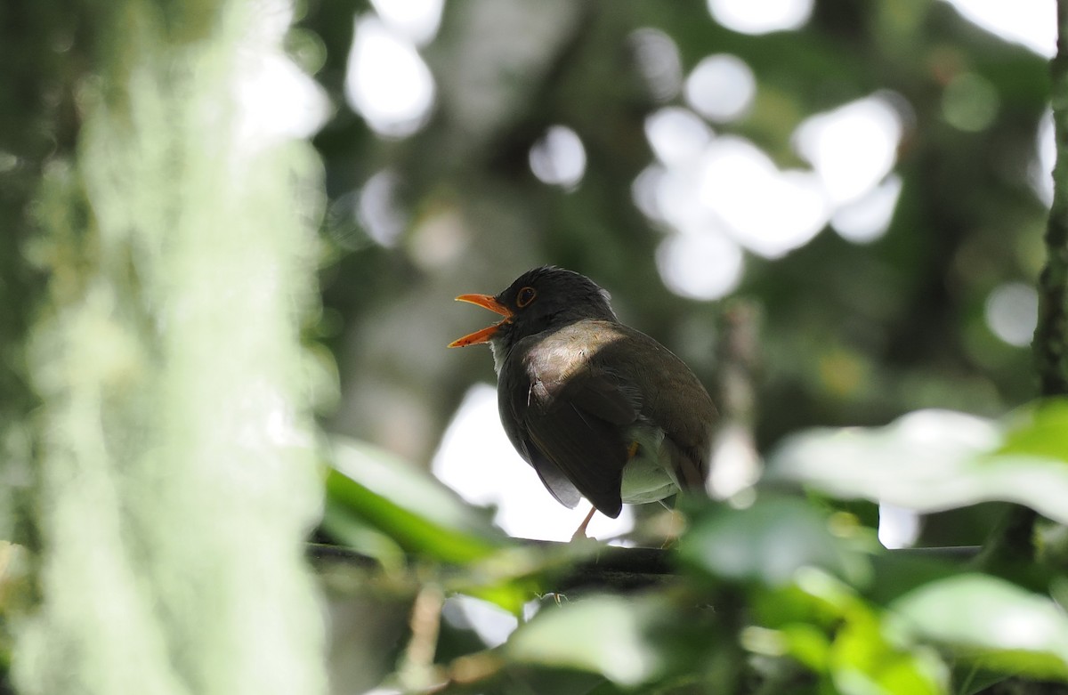 Orange-billed Nightingale-Thrush - ML626310565