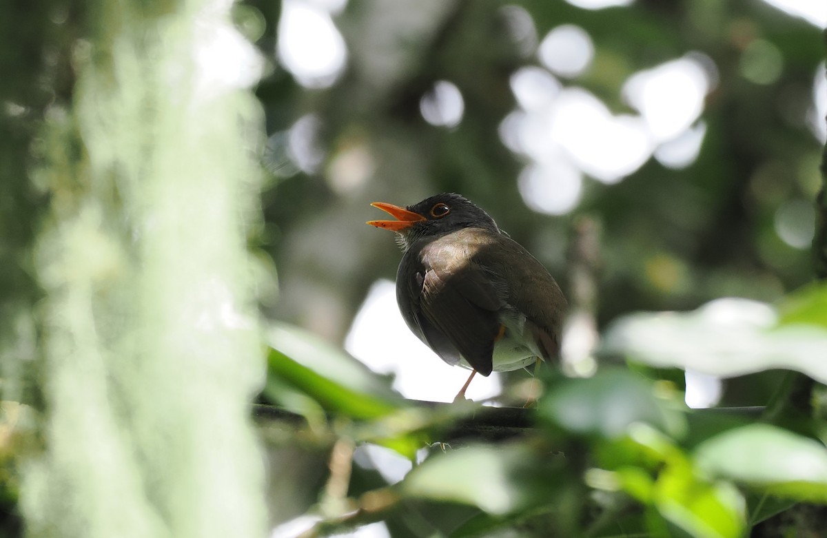 Orange-billed Nightingale-Thrush - ML626310566